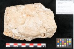 Foto (Objekt + Etikett) von Populus alba L. (NHMW-GEO-2024-0188-11312)